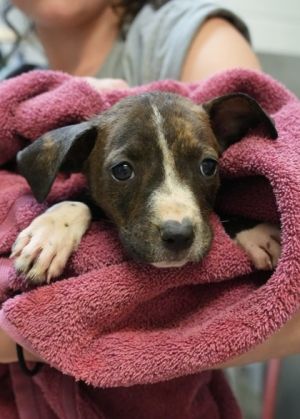 Quinton 57909 Mixed Breed Dog