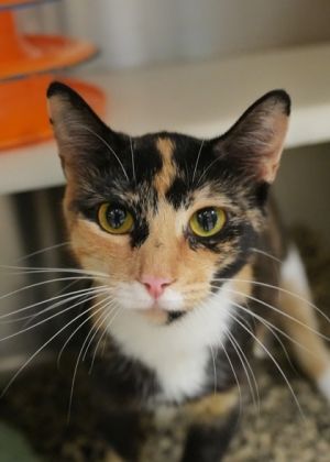 Mosaic is a super friendly social girl who gets along great with other cats and would do well in a