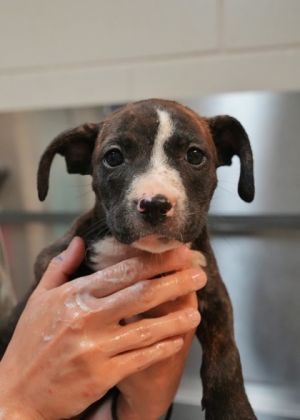 Quincy 57907 Mixed Breed Dog
