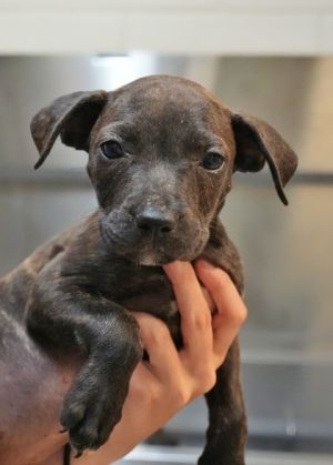 Queenie 57908 Mixed Breed Dog