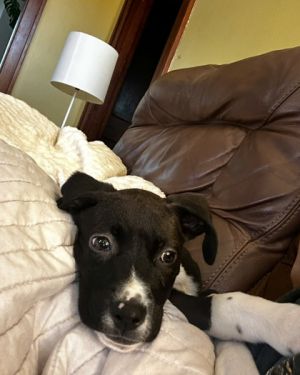 Warsaw, Adult Male Mixed Breed