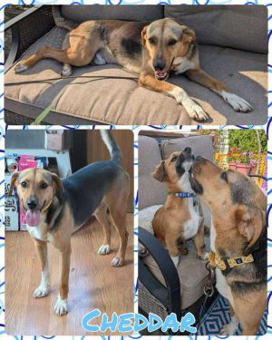 Cheddar, Adult Male Mixed Breed