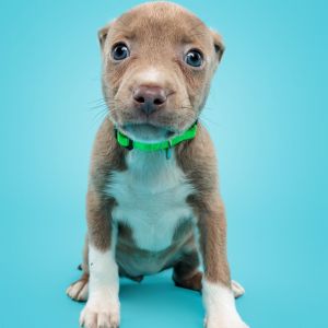Anita, Baby Female Pit Bull Terrier