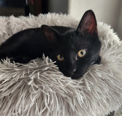 Akela (pre adopt)
