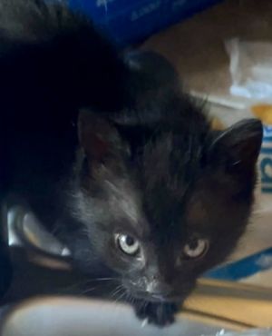 Akela (pre adopt), Baby Male Domestic Short Hair