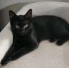 Akela (pre adopt) photo 3