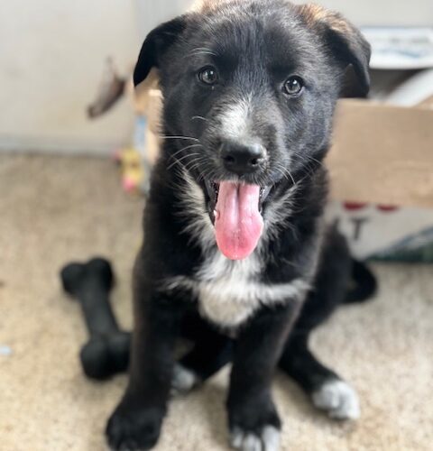 Archie
