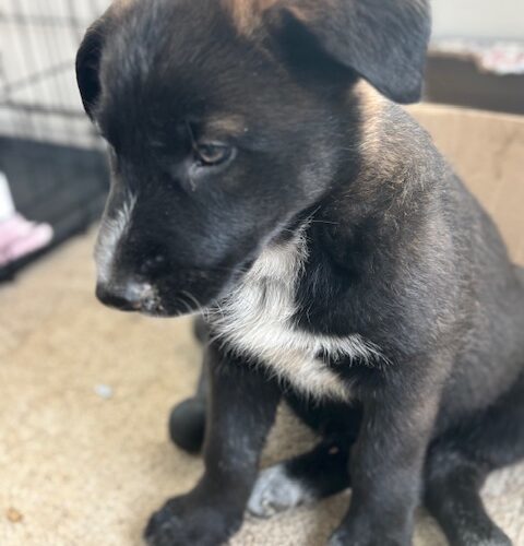Archie