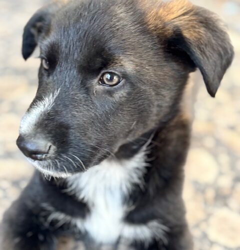 Archie