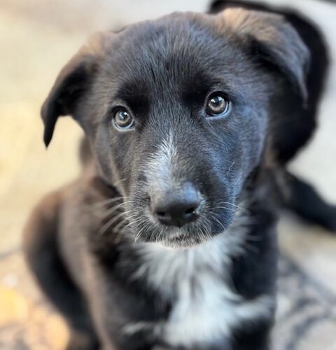 Archie