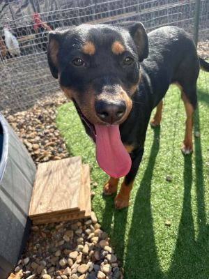 Lacy, Young Female Rottweiler