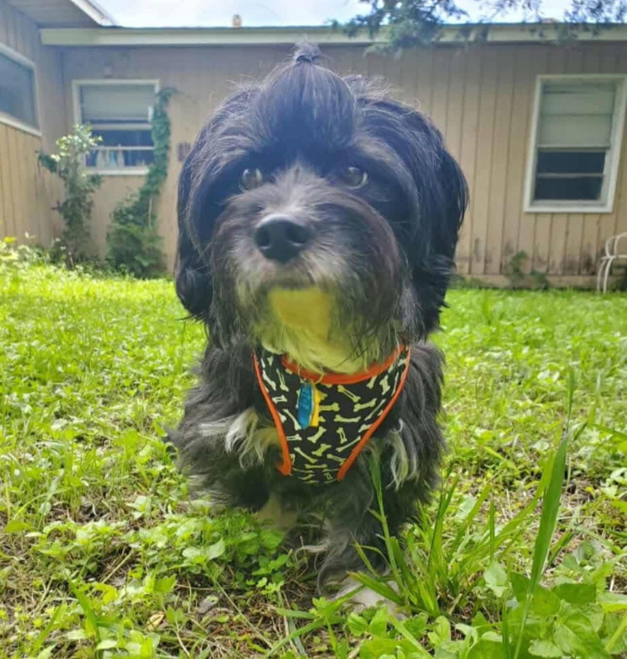 Brew, an adoptable Havanese in Dallas, TX, 75229 | Photo Image 1
