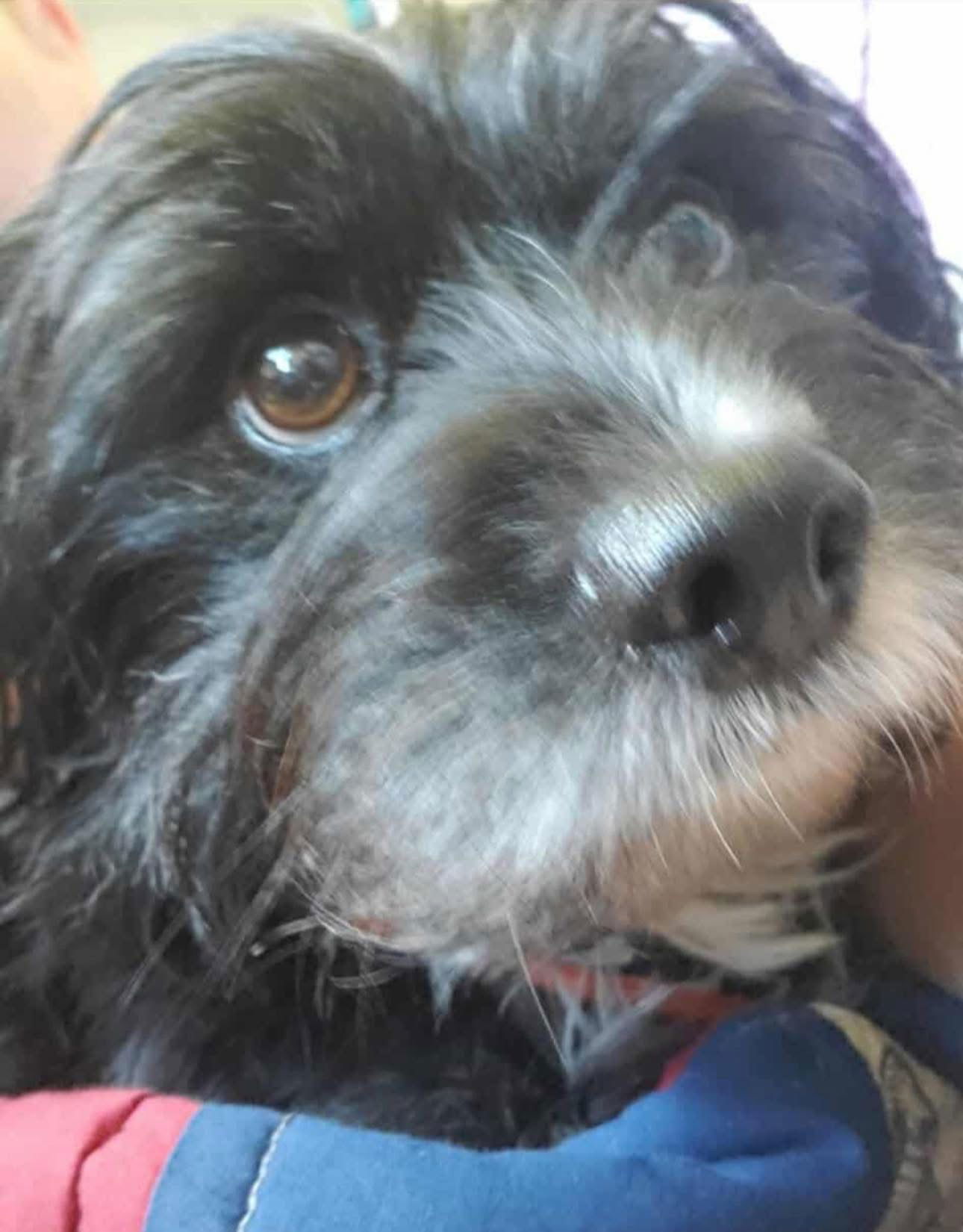 Brew, an adoptable Havanese in Dallas, TX, 75229 | Photo Image 2