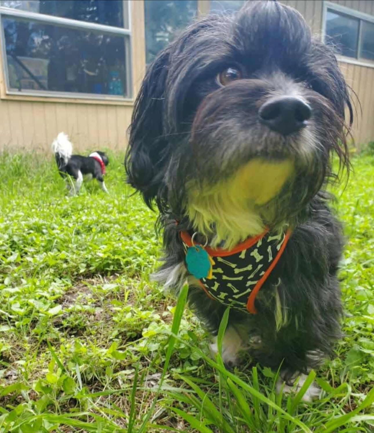 Brew, an adoptable Havanese in Dallas, TX, 75229 | Photo Image 3