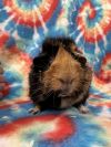 Checks ( Bonded to Lady Didi &amp; Fredericka) photo 1