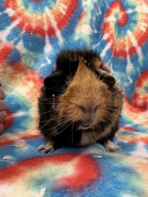 Checks ( Bonded to Lady Didi &amp; Fredericka), Adult Male Guinea Pig