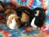 Checks ( Bonded to Lady Didi &amp; Fredericka) photo 2
