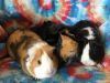 Checks ( Bonded to Lady Didi &amp; Fredericka) photo 3