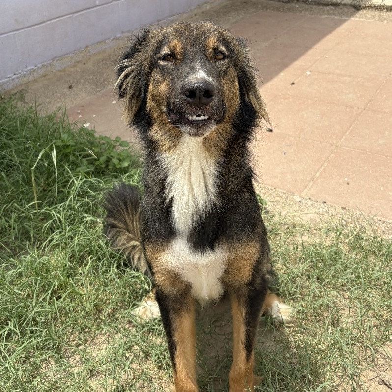 Billy, an adoptable Great Pyrenees in Laredo, TX, 78041 | Photo Image 1