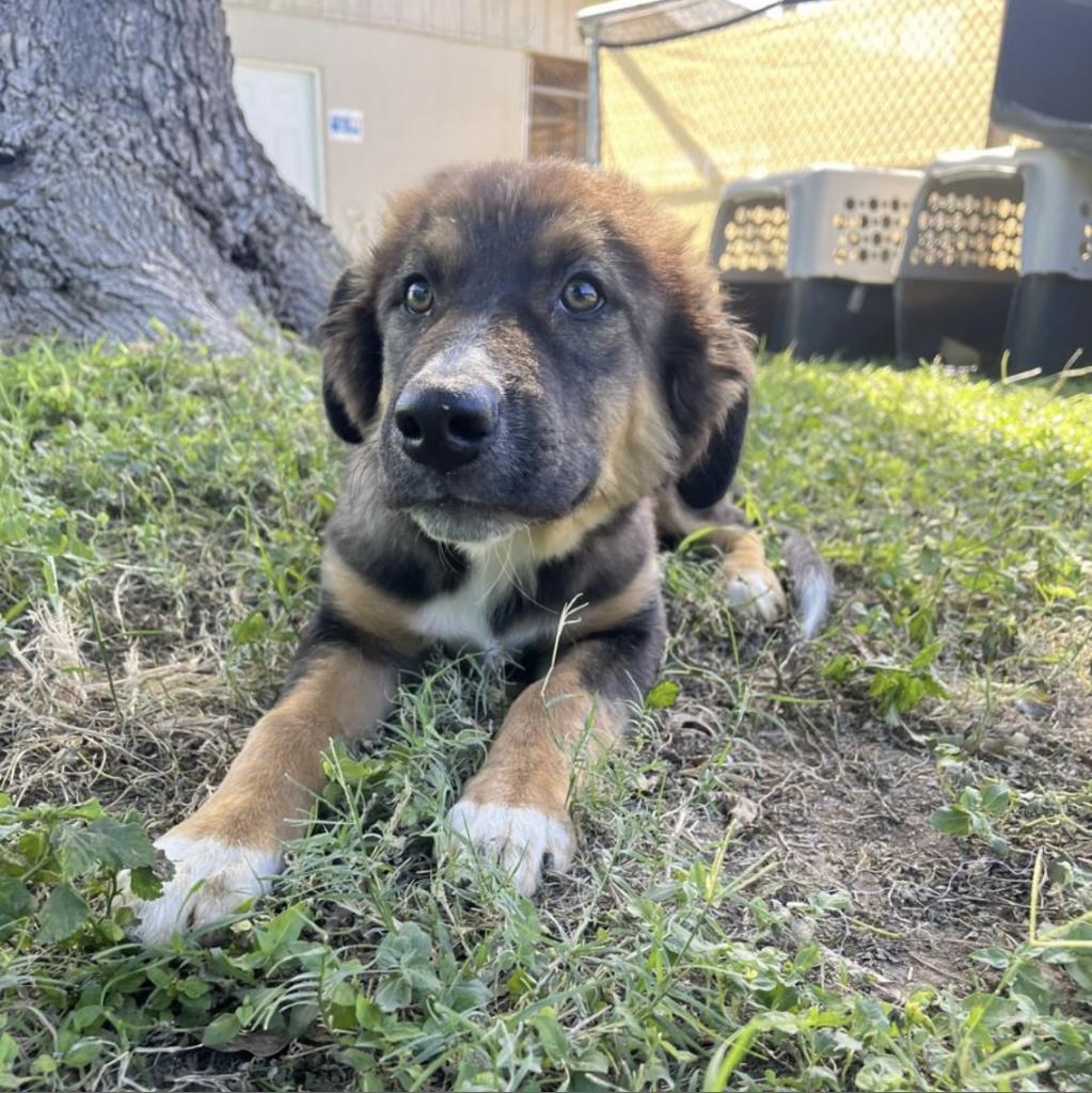 Billy, an adoptable Great Pyrenees in Laredo, TX, 78041 | Photo Image 2