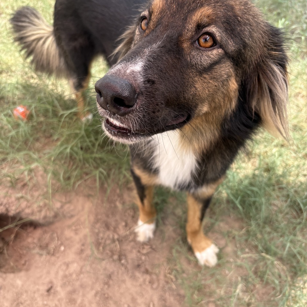 Billy, an adoptable Great Pyrenees in Laredo, TX, 78041 | Photo Image 4
