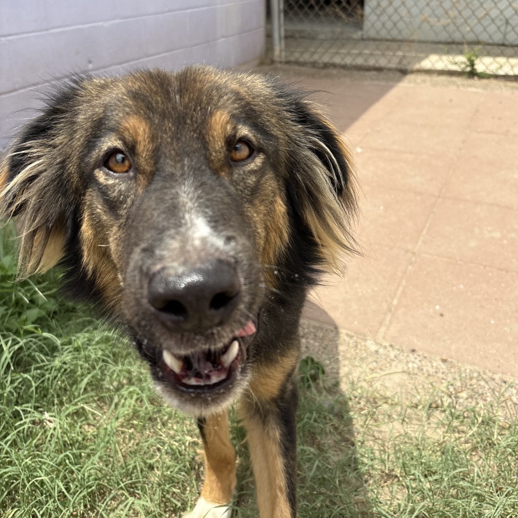 Billy, an adoptable Great Pyrenees in Laredo, TX, 78041 | Photo Image 5