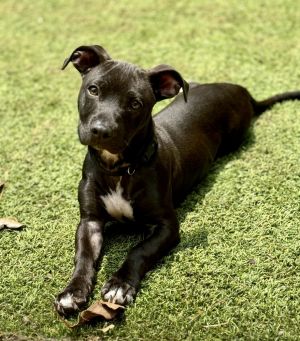 Otter Mixed Breed Dog