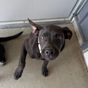 Mickey(Tan Collar), Baby Male Black Labrador Retriever