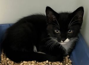 Urchin 757-25 Domestic Short Hair Cat
