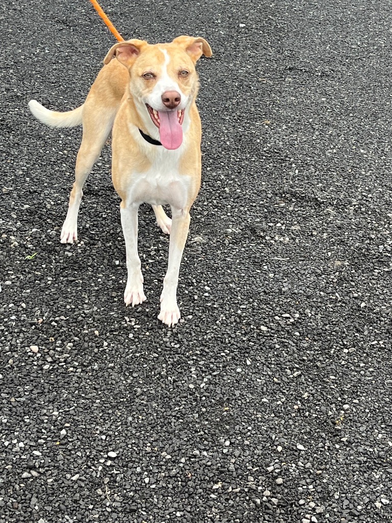 Gyro