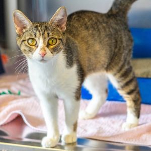Basil, Young Female Domestic Short Hair