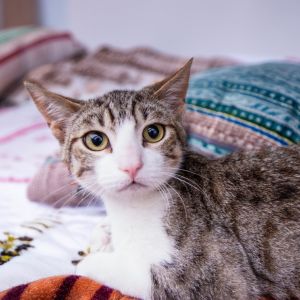 This 5-month-old cuddlebug is as sweet as they come Gabe is a certified biscuit