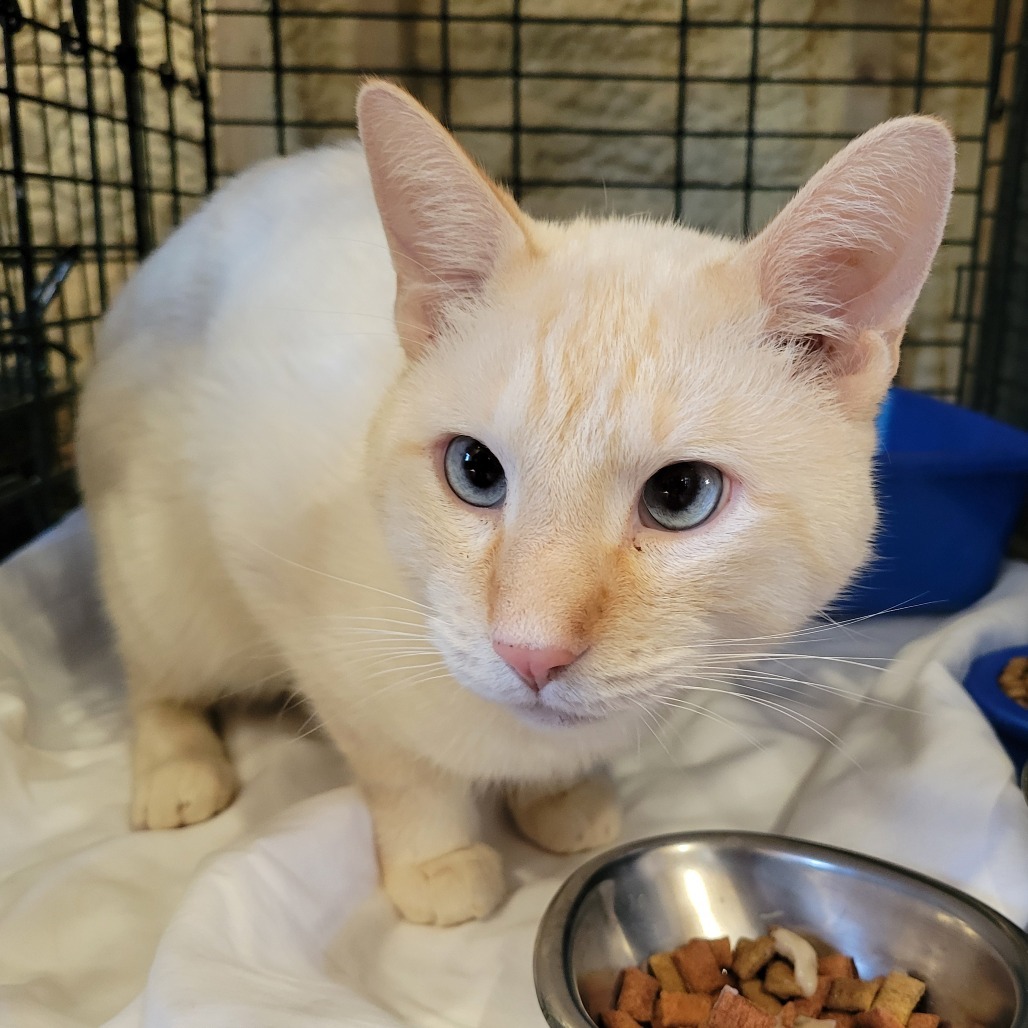Tofu, an adoptable Siamese in Park Falls, WI, 54552 | Photo Image 1