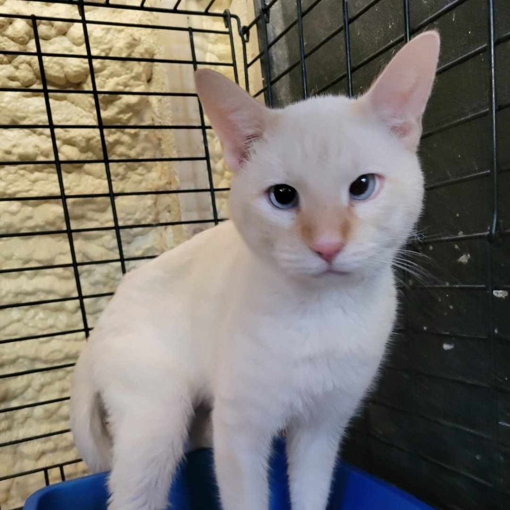 Tofu, an adoptable Siamese in Park Falls, WI, 54552 | Photo Image 2