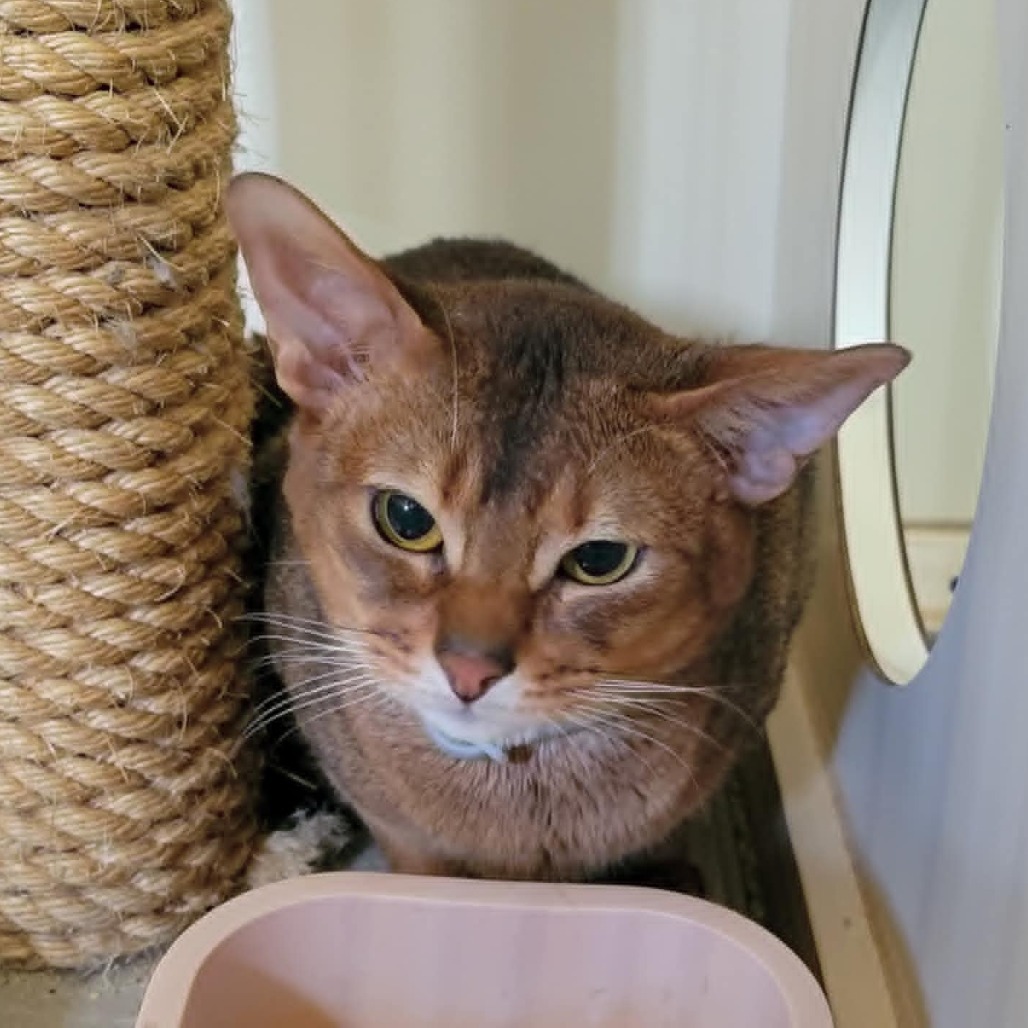 Buck, an adoptable Abyssinian in Park Falls, WI, 54552 | Photo Image 1