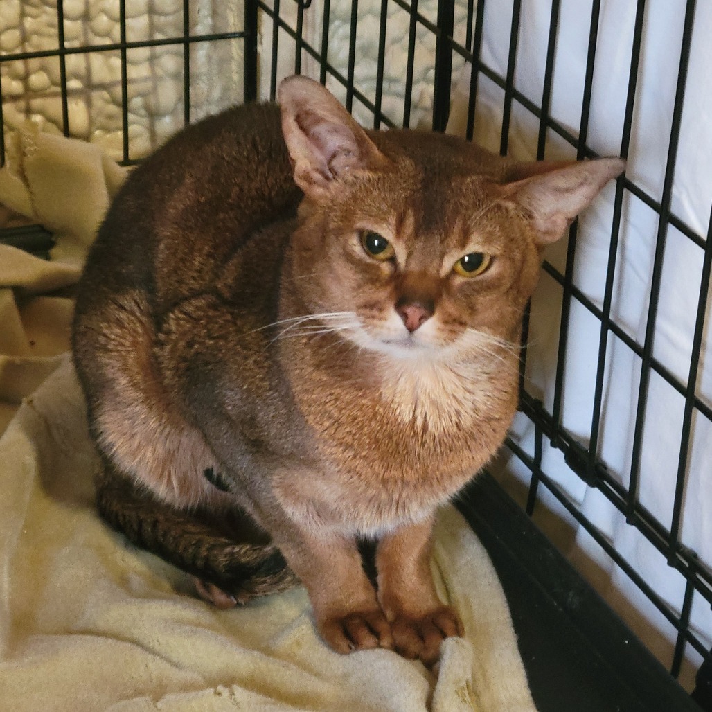 Buck, an adoptable Abyssinian in Park Falls, WI, 54552 | Photo Image 2