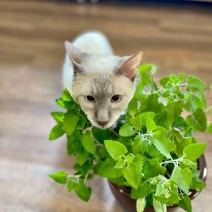 Mellow, Adult Male Siamese