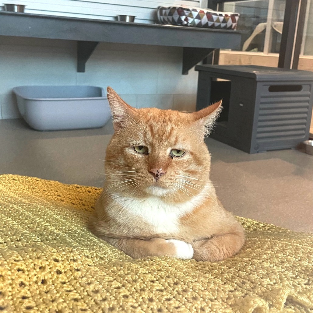 Tommy, an adoptable Domestic Short Hair in Hailey, ID, 83333 | Photo Image 1