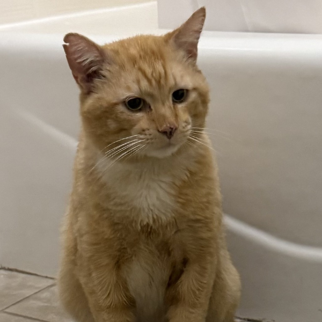 Tommy, an adoptable Domestic Short Hair in Hailey, ID, 83333 | Photo Image 2