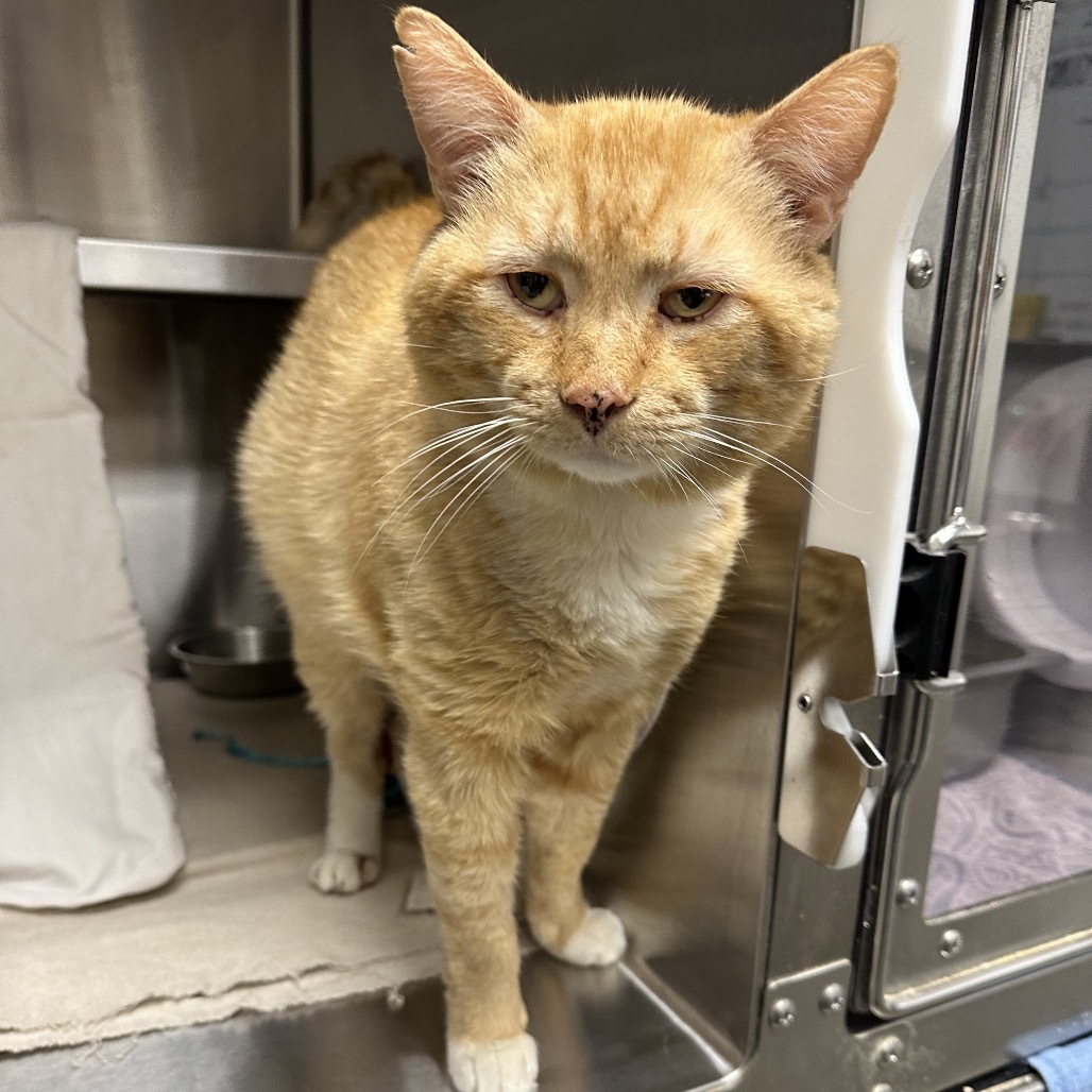 Tommy, an adoptable Domestic Short Hair in Hailey, ID, 83333 | Photo Image 3