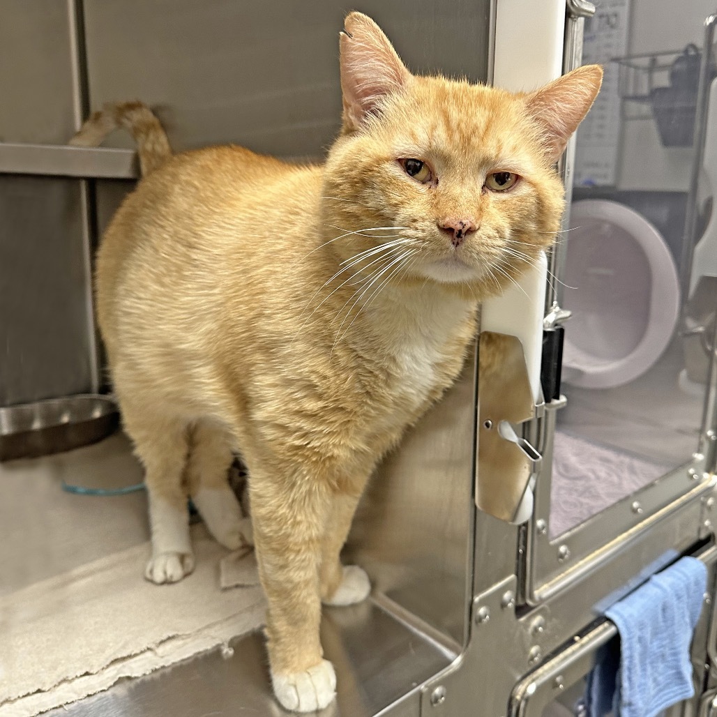 Tommy, an adoptable Domestic Short Hair in Hailey, ID, 83333 | Photo Image 4