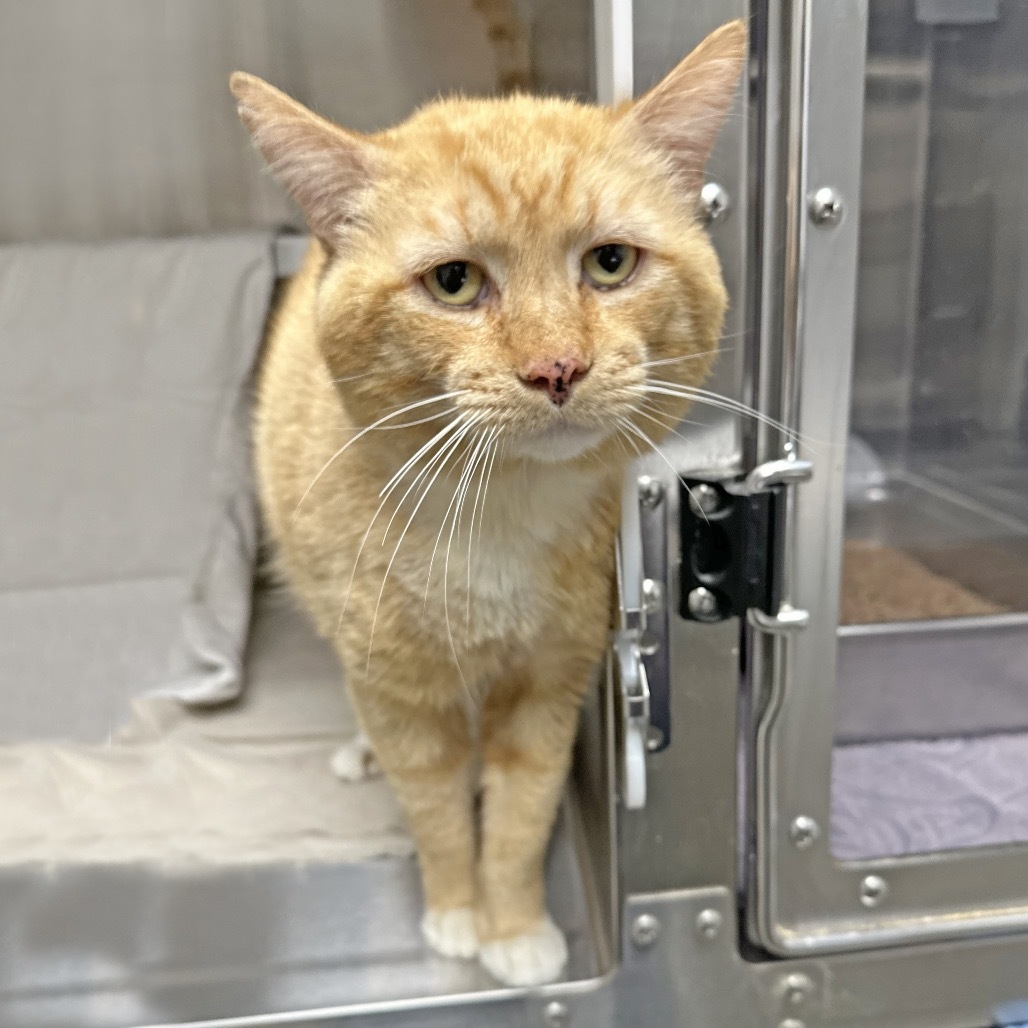 Tommy, an adoptable Domestic Short Hair in Hailey, ID, 83333 | Photo Image 5