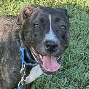 Violet, Adult Female Mixed Breed
