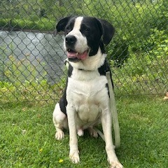 Rocco, Adult Male Saint Bernard