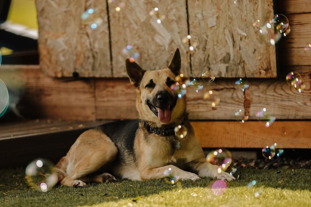 Zora, an adoptable German Shepherd Dog in Wausau, WI, 54401 | Photo Image 1