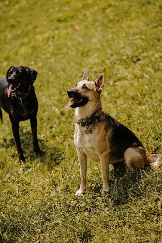 Zora, an adoptable German Shepherd Dog in Wausau, WI, 54401 | Photo Image 2