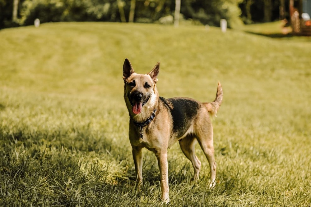 Zora, an adoptable German Shepherd Dog in Wausau, WI, 54401 | Photo Image 3