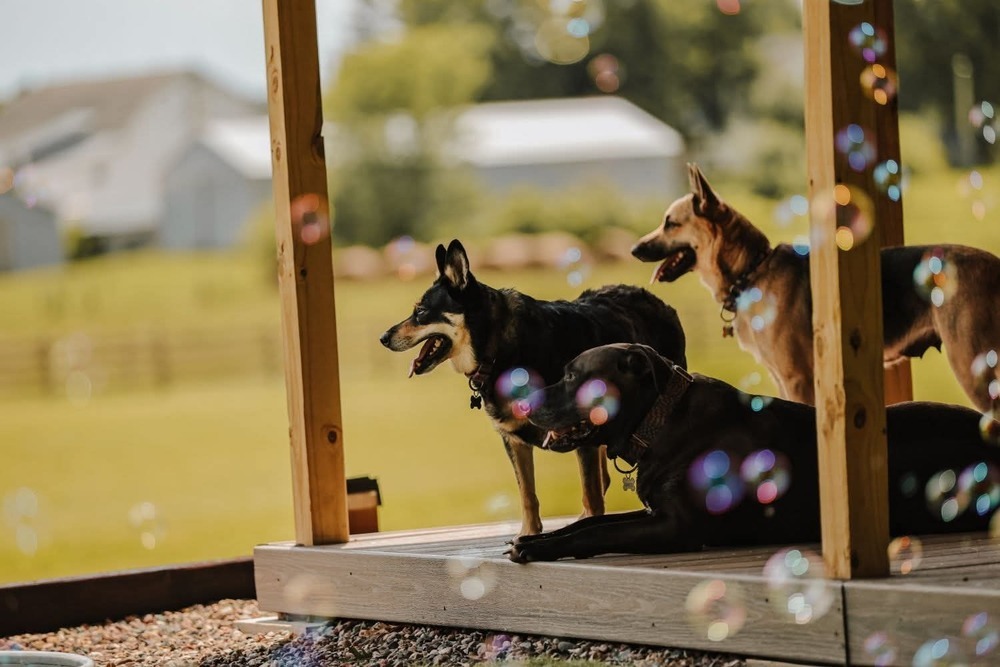 Zora, an adoptable German Shepherd Dog in Wausau, WI, 54401 | Photo Image 4