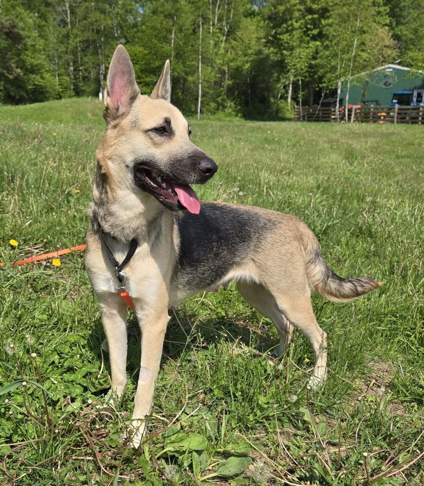 Zora, an adoptable German Shepherd Dog in Wausau, WI, 54401 | Photo Image 5
