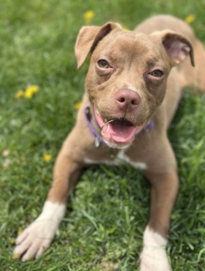Wren, Young Female American Staffordshire Terrier